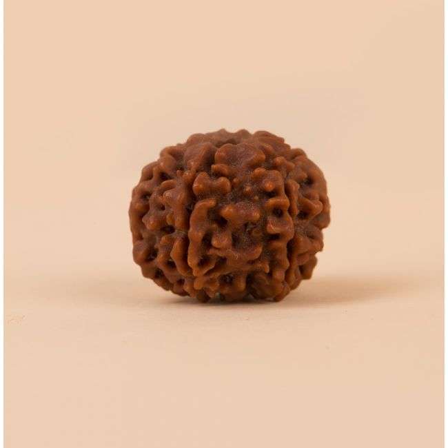 Shanmukhi Rudraksha Bead for Children (Six Faced)