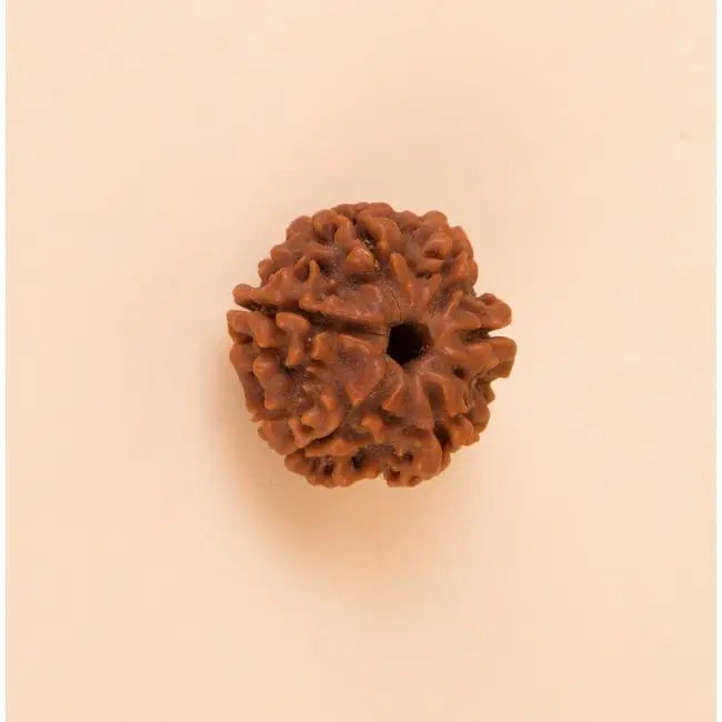 Shanmukhi Rudraksha Bead for Children (Six Faced)