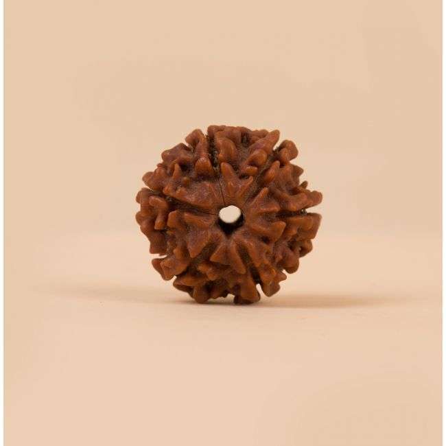 Shanmukhi Rudraksha Bead for Children (Six Faced)