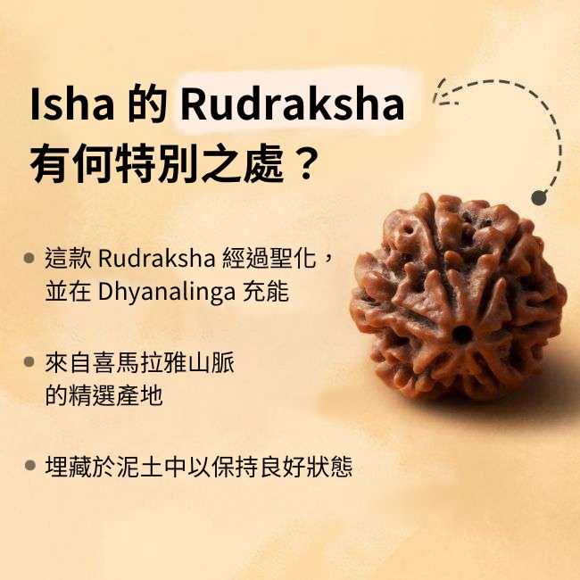 Shanmukhi Rudraksha Bead for Children (Six Faced)