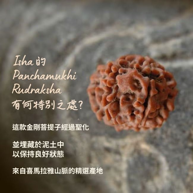 Panchamukhi 五面金剛菩提子 - Adiyogi Rudraksha 與銅鍊