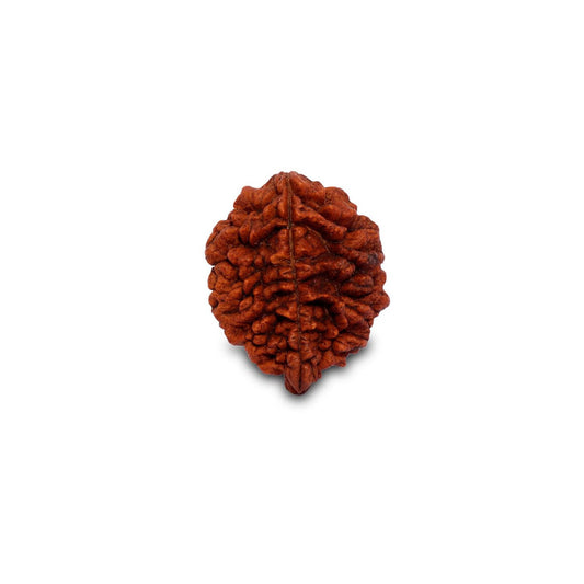 Dwimukhi Rudraksha 二面金剛菩提子 - 夫妻