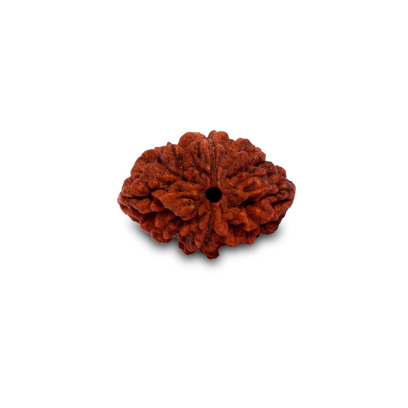 Dwimukhi Rudraksha 二面金剛菩提子 - 夫妻